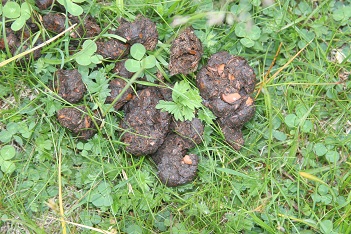 Fatta da identificare
